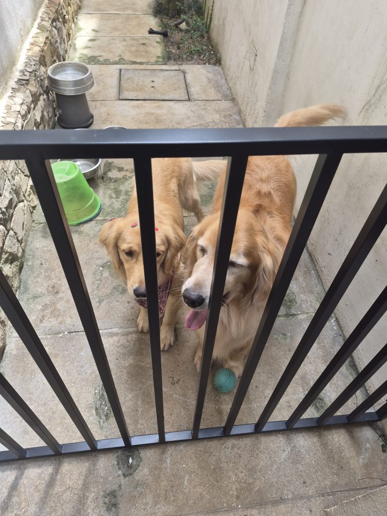 Portão para cachorro em ferro preto com cães golden retriever – Serralheria Carvalho